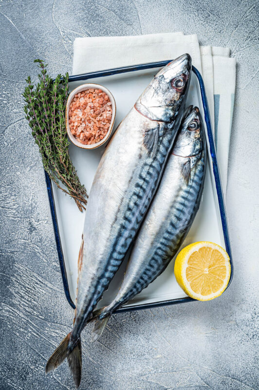 mackerel fish
