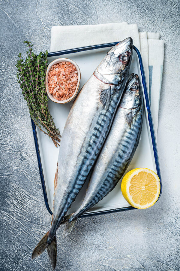 mackerel fish