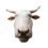 cow head meat