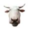 cow head meat