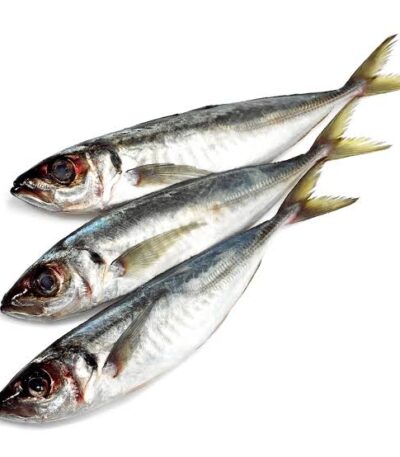 Horse Mackerel fish