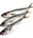 Horse Mackerel fish