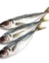 Horse Mackerel fish