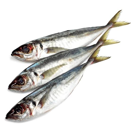 Horse Mackerel fish